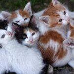 Newborn Kittens and Poop