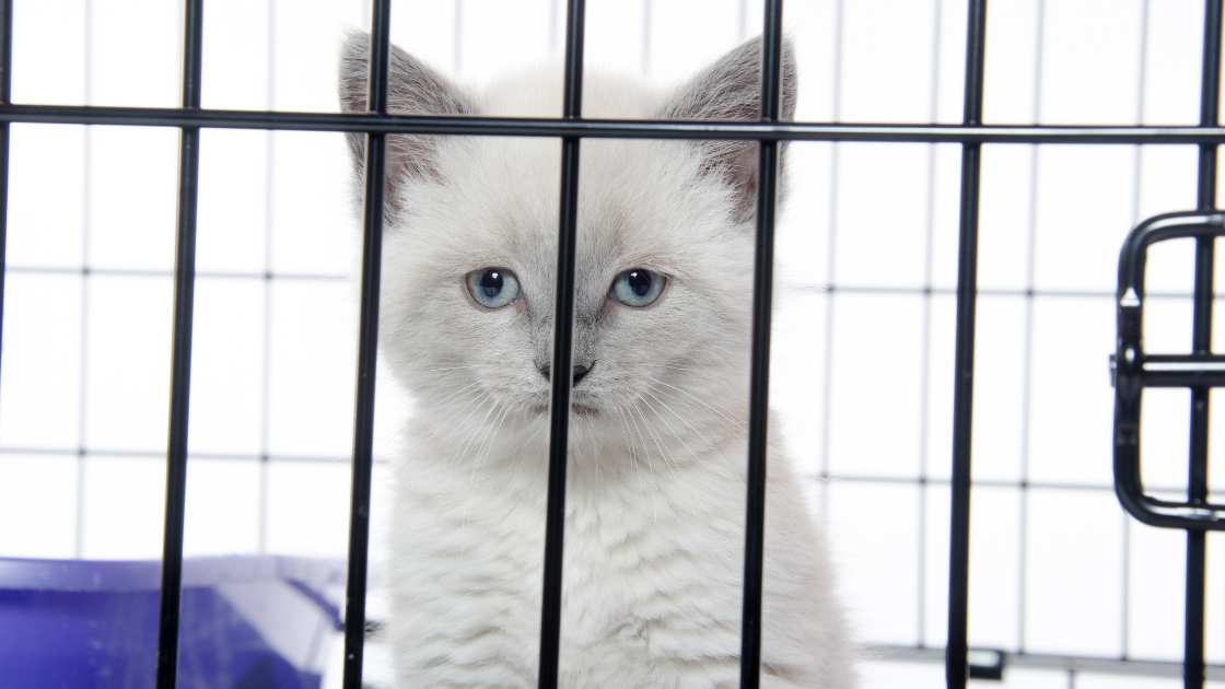 How Long Can You Keep a Kitten in a Cage?