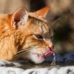 How to Get Your Cat to Drink from a Fountain