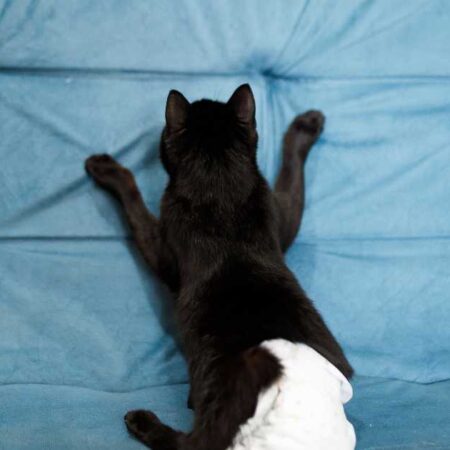 How to Keep a Diaper on a Cat: A Feline-Friendly Guide