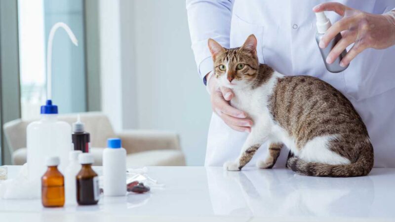 How to Tell If Flea Treatment Is Working: Unveiling the Signs