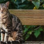 how to keep an outdoor cat inside at night