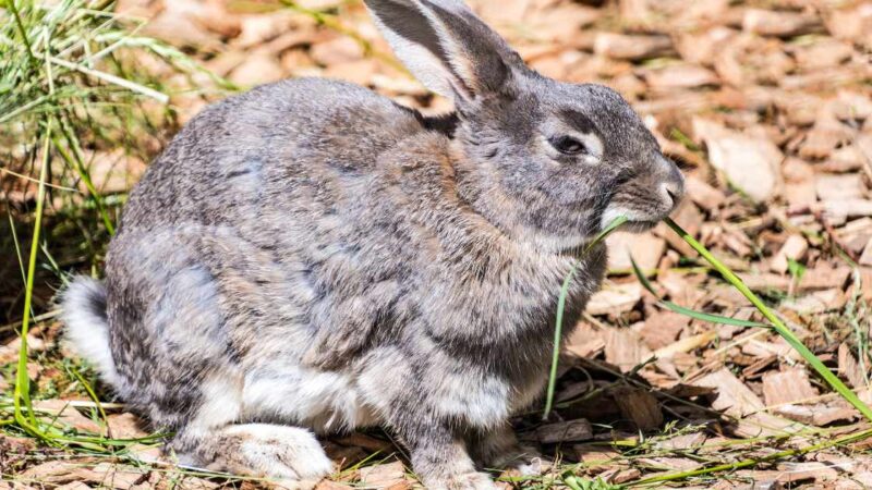 Learn How To Stop Rabbit From Chewing Carpet