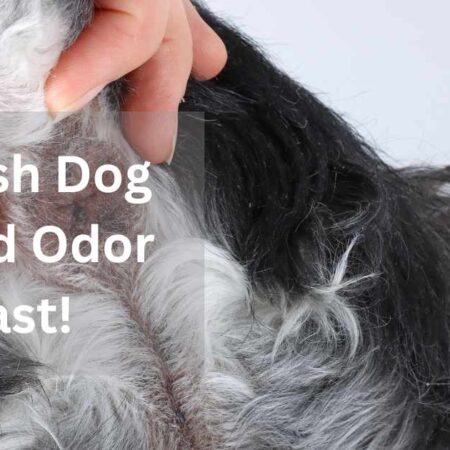 Learn How To Get Dog Gland Smell Out of Carpet