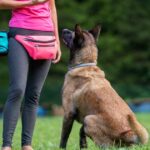 How Do You Become a Certified Dog Trainer