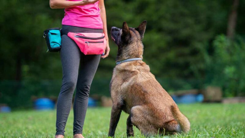 Learn How Do You Become a Certified Dog Trainer