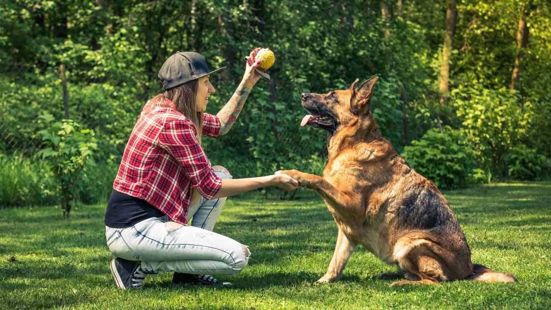 Learn What Is The Correct Way To Obedience Train A Dog