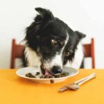 Ant-Free Feeding: Effective Strategies to Keep Pet Food Pest-Free