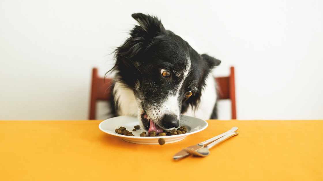 Ant-Free Feeding: Effective Strategies to Keep Pet Food Pest-Free