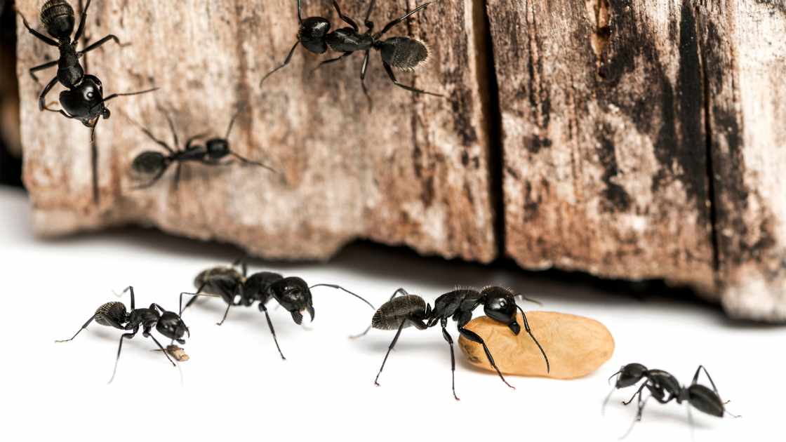 Learn How To Keep Ants Out of Pet Food