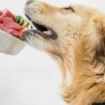 Learn How Much Is A Raw Dog Food Diet