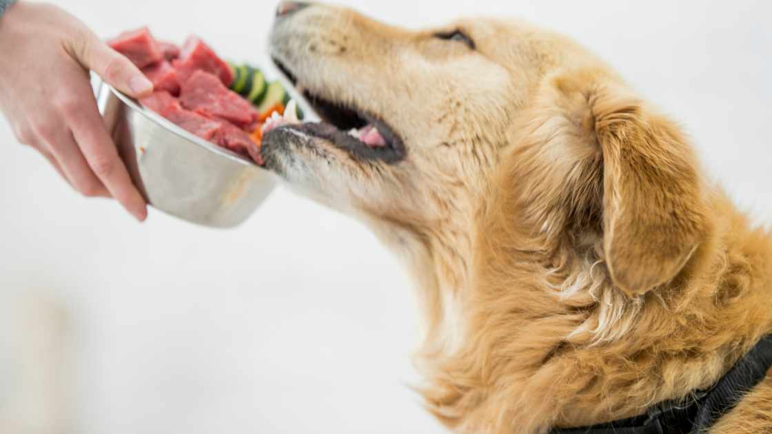 Learn How Much Is A Raw Dog Food Diet