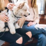 Guide to Traveling with Pets by Train: Tips for a Safe and Enjoyable Journey