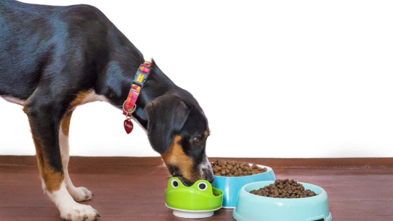 Nourishing Homemade Dog Food Recipes for Your Furry Friend