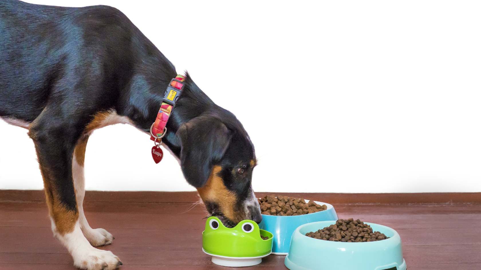 Nourishing Homemade Dog Food Recipes for Your Furry Friend