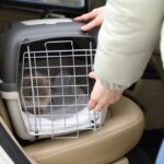 How to Get Your Cat into a Pet Carrier: Effective Techniques and Tips