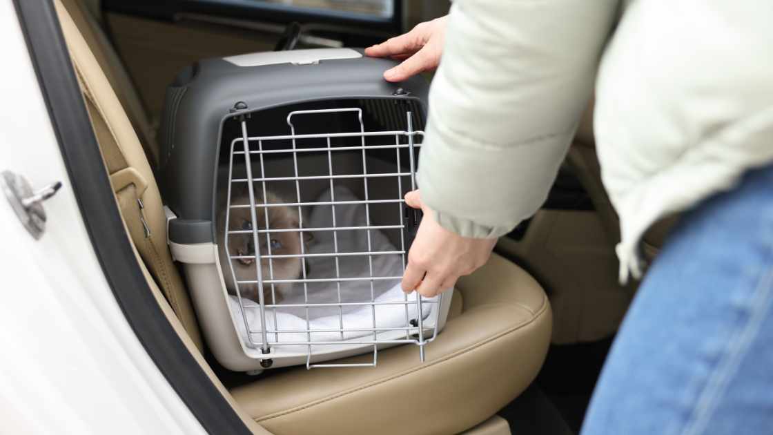 How to Get Your Cat into a Pet Carrier: Effective Techniques and Tips