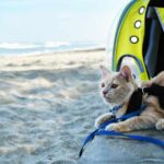 How to Travel with Your Pet Internationally