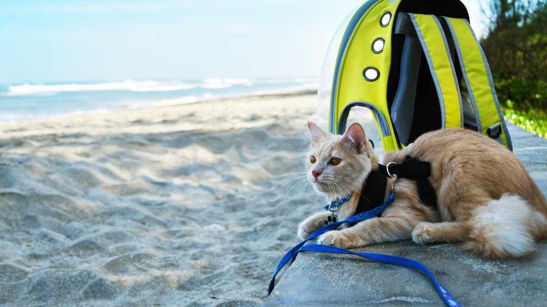 How to Travel with Your Pet Internationally: A Comprehensive Guide