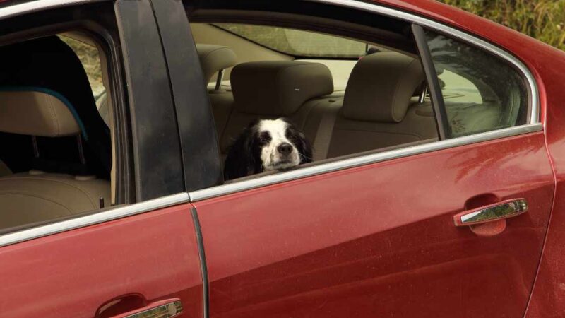 Traveling with Pets: Ensuring the Right Car Temperature for Your Furry Friends