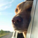 Essential Pet Travel Gear for Road Trips