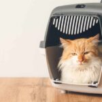 How to Choose the Best Pet Carrier for Air Travel