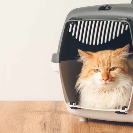 How to Choose the Best Pet Carrier for Air Travel: A Comprehensive Guide