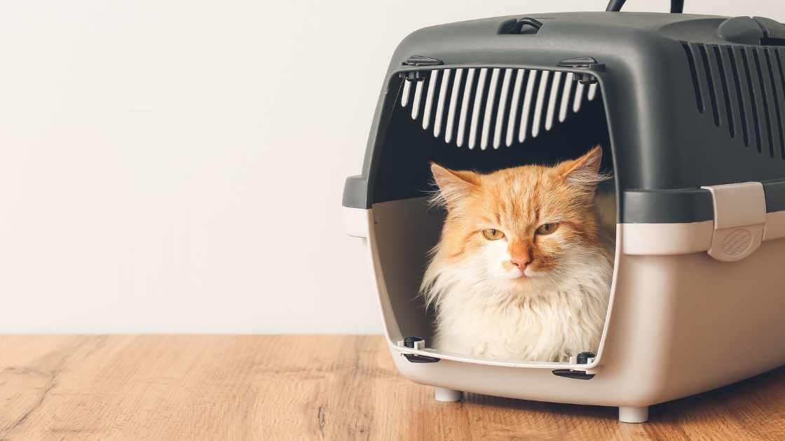 How to Choose the Best Pet Carrier for Air Travel: A Comprehensive Guide