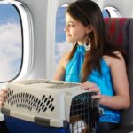 How to Prepare Your Pet for Air Travel