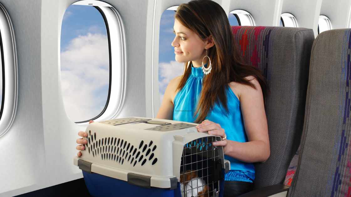 How to Prepare Your Pet for Air Travel: A Comprehensive Guide