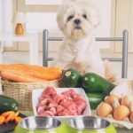 How to Transition Your Pet to Natural Pet Food Safely