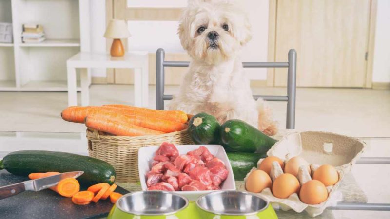 How to Transition Your Pet to Natural Pet Food Safely