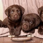 How to Choose the Right Food for Your Labrador Retriever