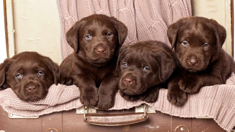 How to Choose the Right Food for Your Labrador Retriever