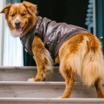 How to Train a Dog to Use Pet Stairs: A Step-by-Step Guide