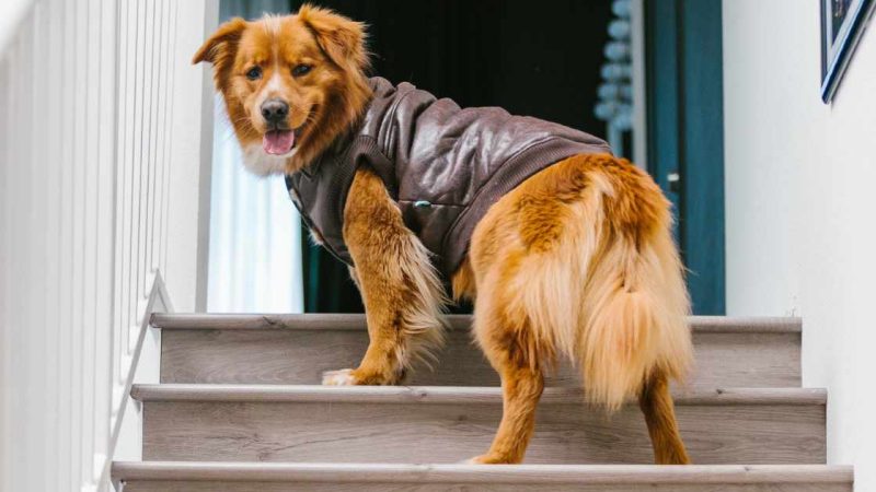 How to Train a Dog to Use Pet Stairs: A Step-by-Step Guide