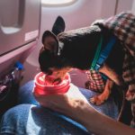 How to Travel with a Pet on American Airlines