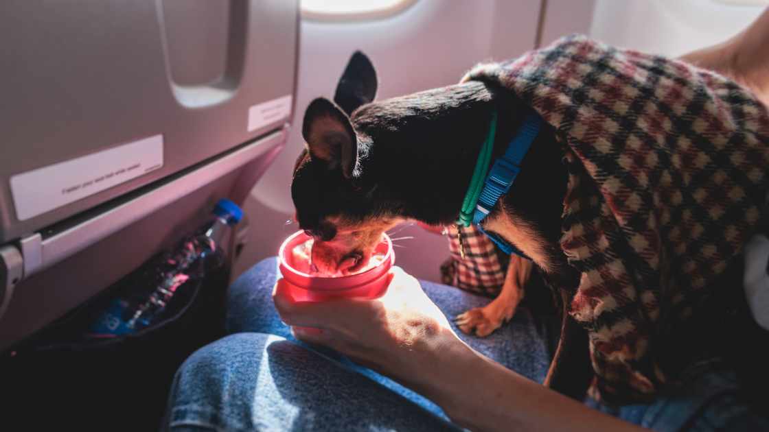 How to Travel with a Pet on American Airlines: A Complete Guide