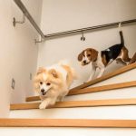 How to Train Your Dog to Use Pet Stairs