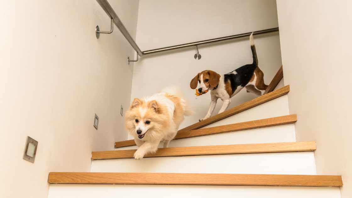 How to Train Your Dog to Use Pet Stairs