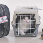 How to Travel with Pets Overseas