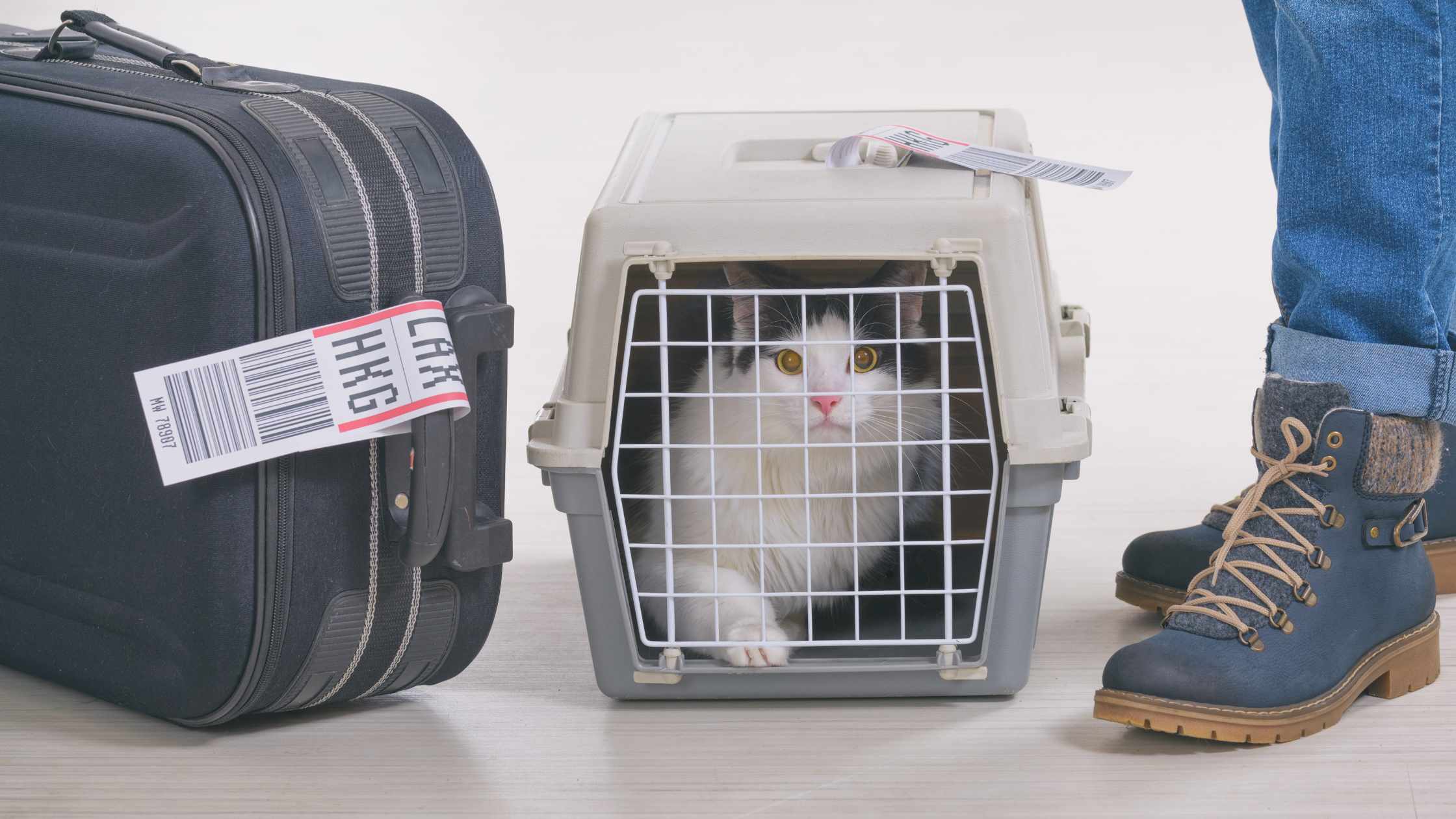 How to Travel with Pets Overseas: A Complete Guide