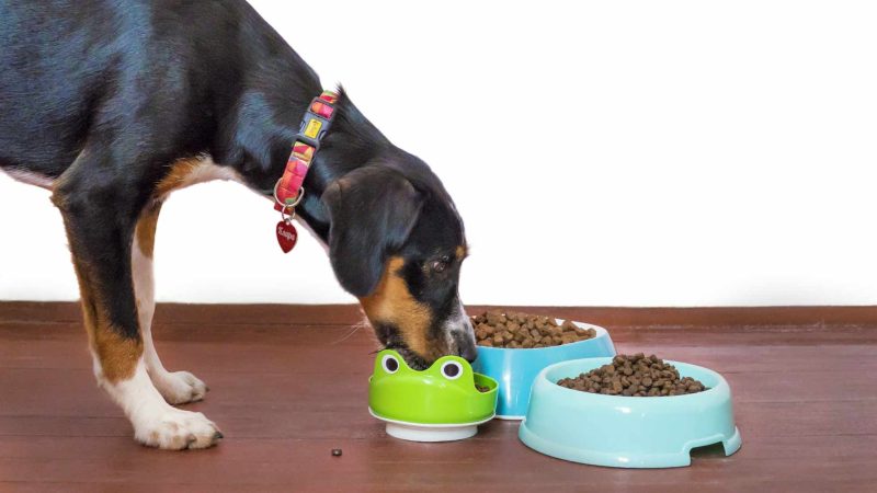 How to Make Your Own Raw Pet Food