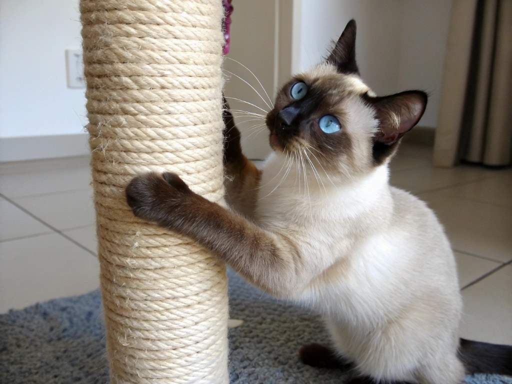 Why Is My Siamese Cat Scratching? Uncovering Skin Irritation Causes
