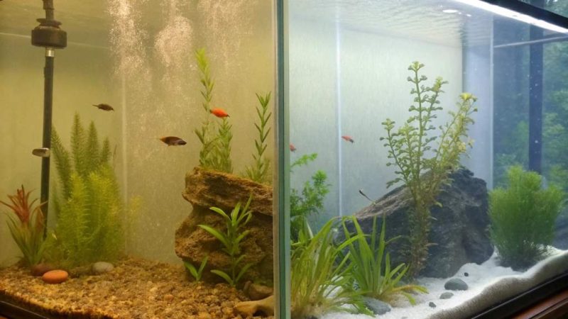 Clear Your Fish Tank Fast: Top Fixes for Cloudy Water