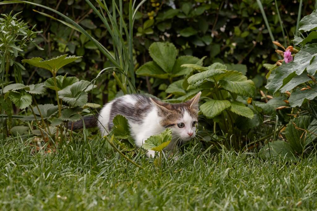 Top Pet-Friendly Plants That Repel Fleas