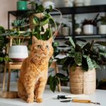 pet-friendly plants that repel fleas