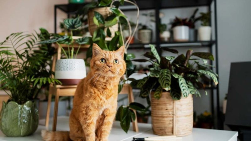 Pet-Friendly Plants That Repel Fleas: A Natural Solution for Pet Owners