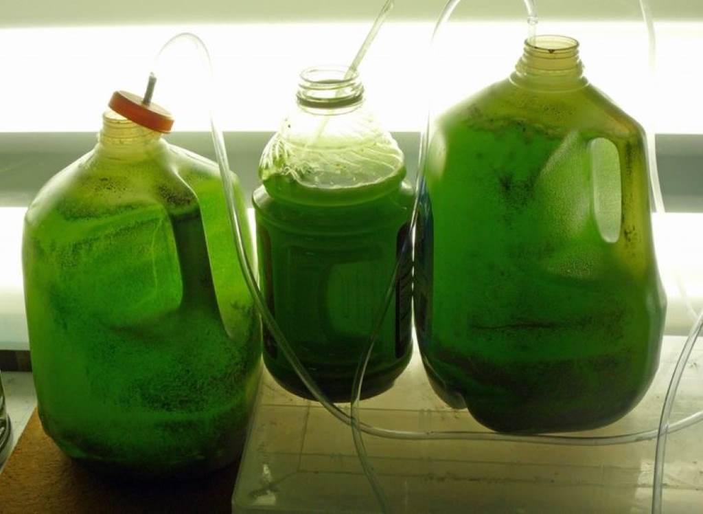 A clean, controlled bioreactor cultivating marine phytoplankton, ensuring eco-friendly production