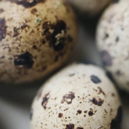 Can Cats Eat Raw Quail Eggs? A Comprehensive Guide for Pet Parents